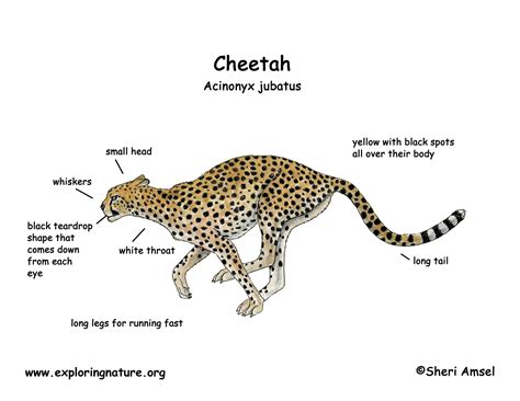 cheetah diagram 